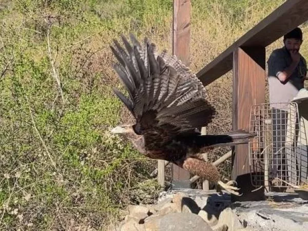 Posible intoxicación: liberan águila en Valle de Colchagua tras rehabilitación de 60 días