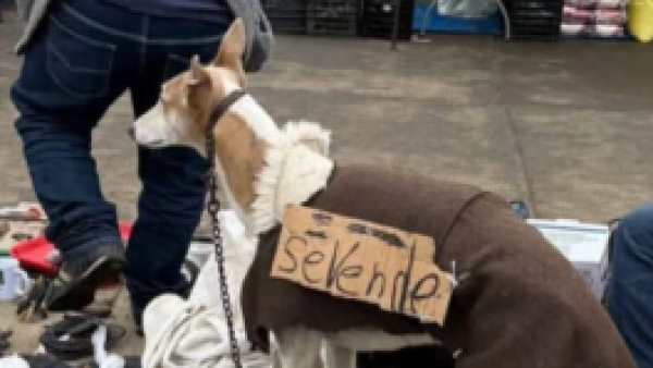 Perrito galgo era "vendido como mueble" porque "no servía" para correr
