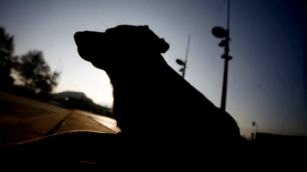 Tragedia en Argentina: Hombre intentó rescatar a su perro, se electrocutó y murió aplastado por un horno

