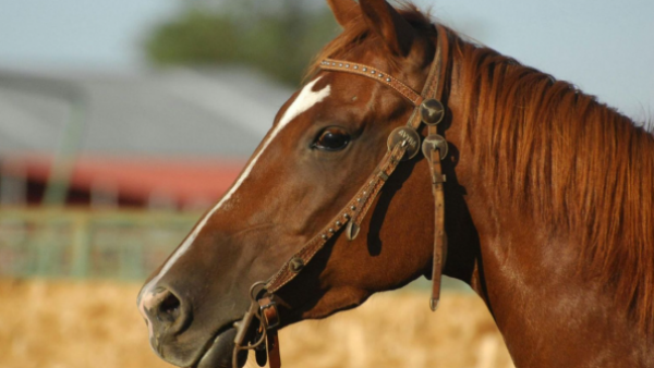 Brutal maltrato animal en Machalí: Hombre golpeó a caballo que se desplomó mientras lo montaba
