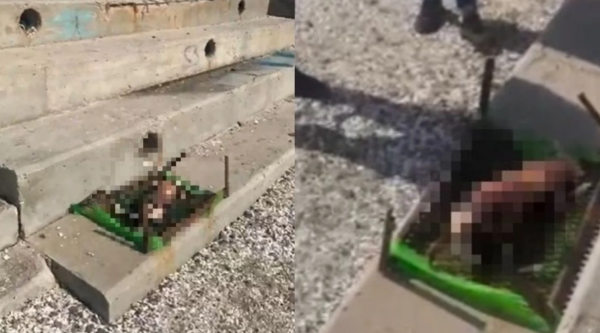 ¡Horror absoluto!: Decapitan y despellejan a perrito sobre una parrilla en Antofagasta
