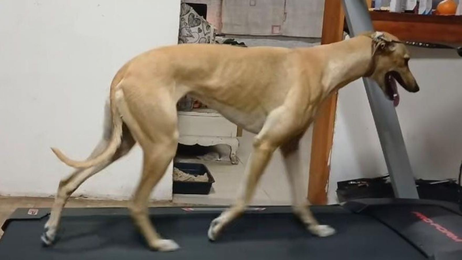 Activista denuncia que galgo fue amarrado y obligado a correr en trotadora