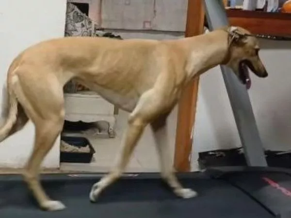 Activista denuncia que galgo fue amarrado y obligado a correr en trotadora