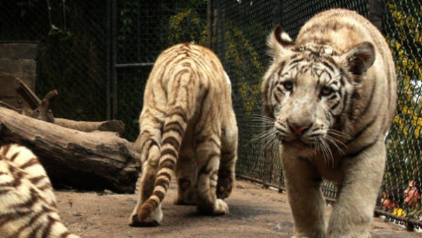 Zoológico de Dinamarca pide donación de mascotas para alimentar a sus animales depredadores
