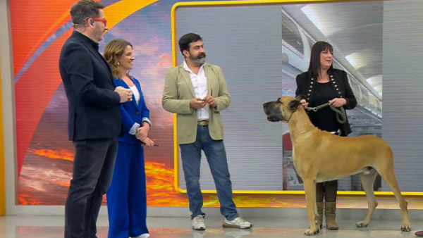 ¡Nos visitó Bono, uno de los perros más grandes de Chile!