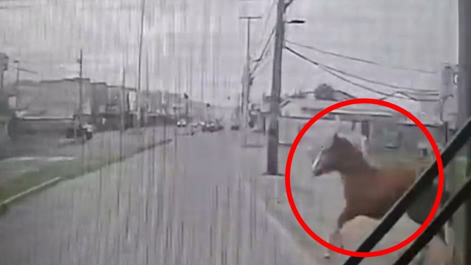 Chofer no lo vio: microbús atropella a caballo suelto en Concepción