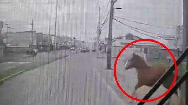 <p>Chofer no lo vio: microbús atropella a caballo suelto en Concepción</p>Chofer no lo vio: microbús atropella a caballo suelto en Concepción
