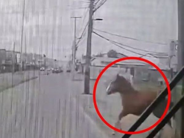 Chofer no lo vio: microbús atropella a caballo suelto en Concepción