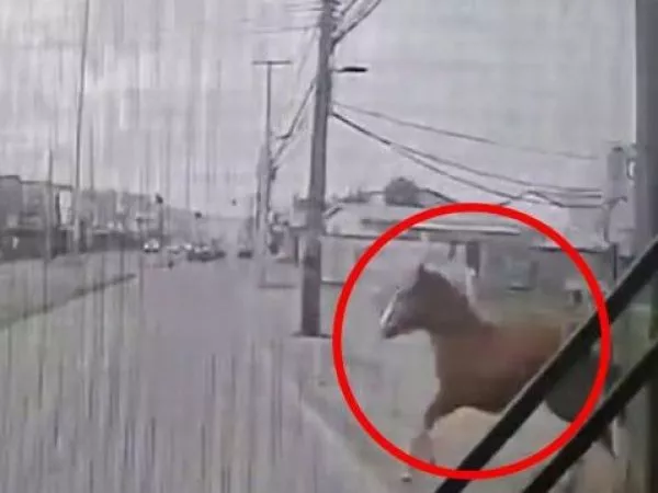 Chofer no lo vio: microbús atropella a caballo suelto en Concepción
