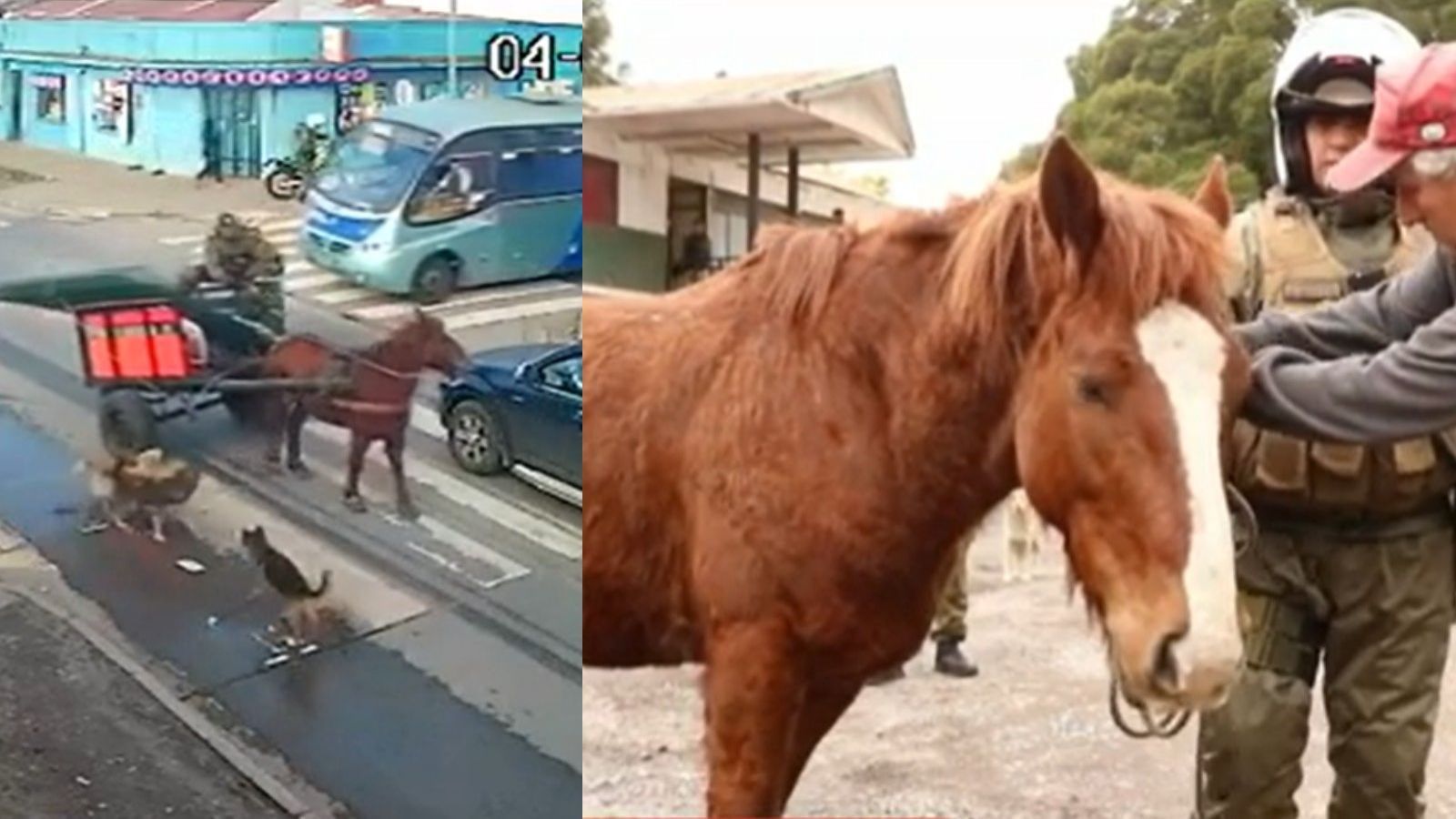 Usaban al caballo Luis Miguel: Detienen a los "Carreta Chorros" en Talcahuano
