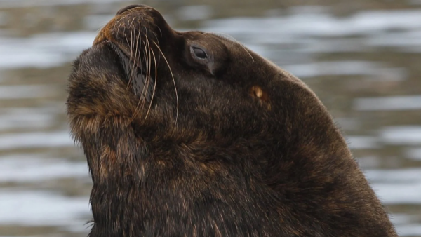 "Herida profunda": Lobo marino muerde a turista en Valdivia
