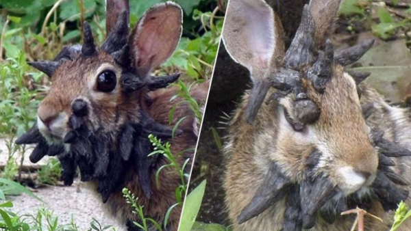 Alerta en Estados Unidos por conejos deformes con tentáculos
