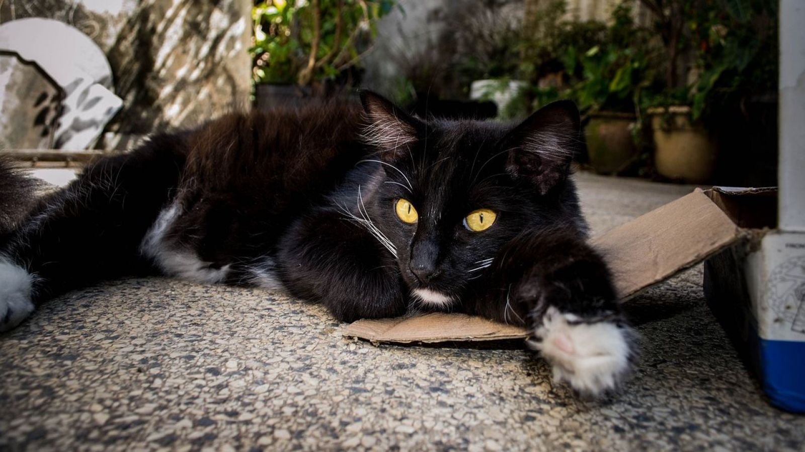 <p>¿Cómo enfrentar el duelo por la pérdida de una mascota?</p>

