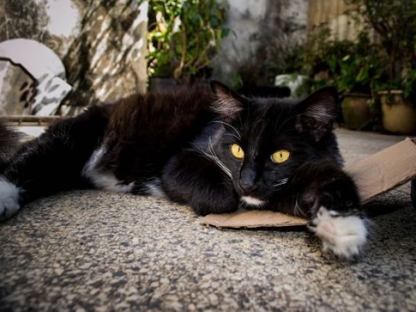 ¿Cómo enfrentar el duelo por la pérdida de una mascota?