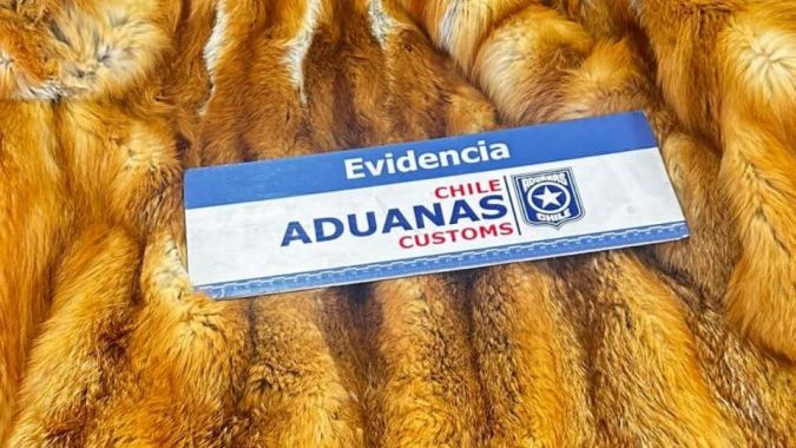 Dictan arraigo nacional para exembajador por contrabando de pieles de animales