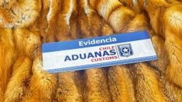 Dictan arraigo nacional para exembajador por contrabando de pieles de animales