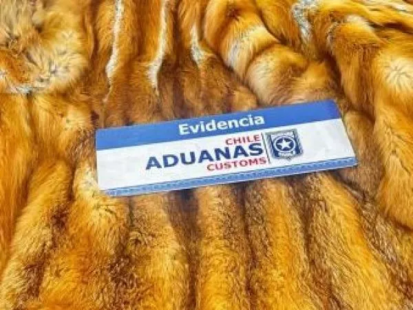 Dictan arraigo nacional para exembajador por contrabando de pieles de animales