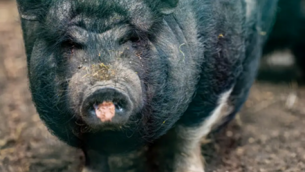 Cerdos salvajes con carne azul neón alarman a California
