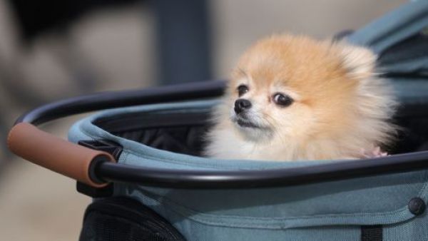 <p>Permiso laboral por muerte de mascota: comisión del Trabajo aprobó el proyecto</p>Permiso laboral por muerte de mascota: comisión del Trabajo aprobó el proyecto
