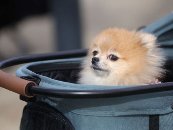 Permiso laboral por muerte de mascota: comisión del Trabajo aprobó el proyecto