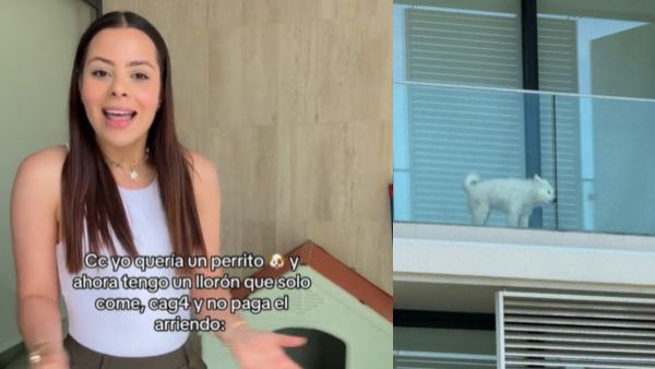 Publicaron videos en Sosafe: Acusan a influencer venezolana de supuesto maltrato animal
