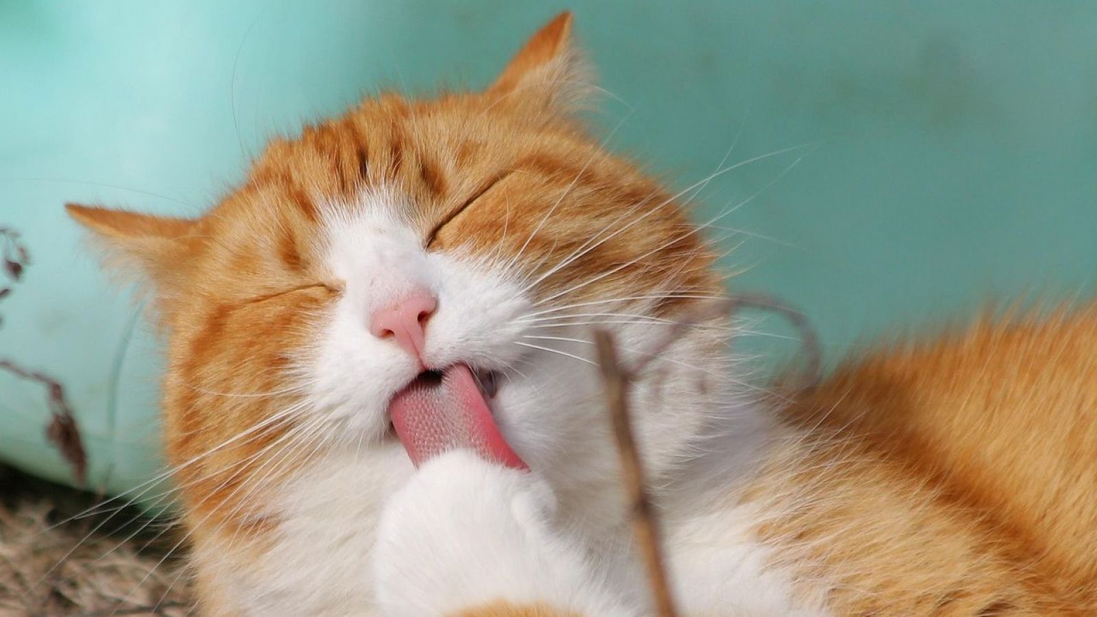 Los gatos crecen: Estos son los cuidados necesarios según su edad