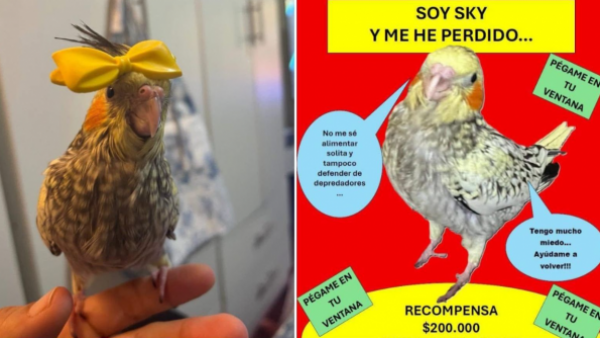 Recompensa de $200 mil: Buscan a ninfa perdida en Valparaíso
