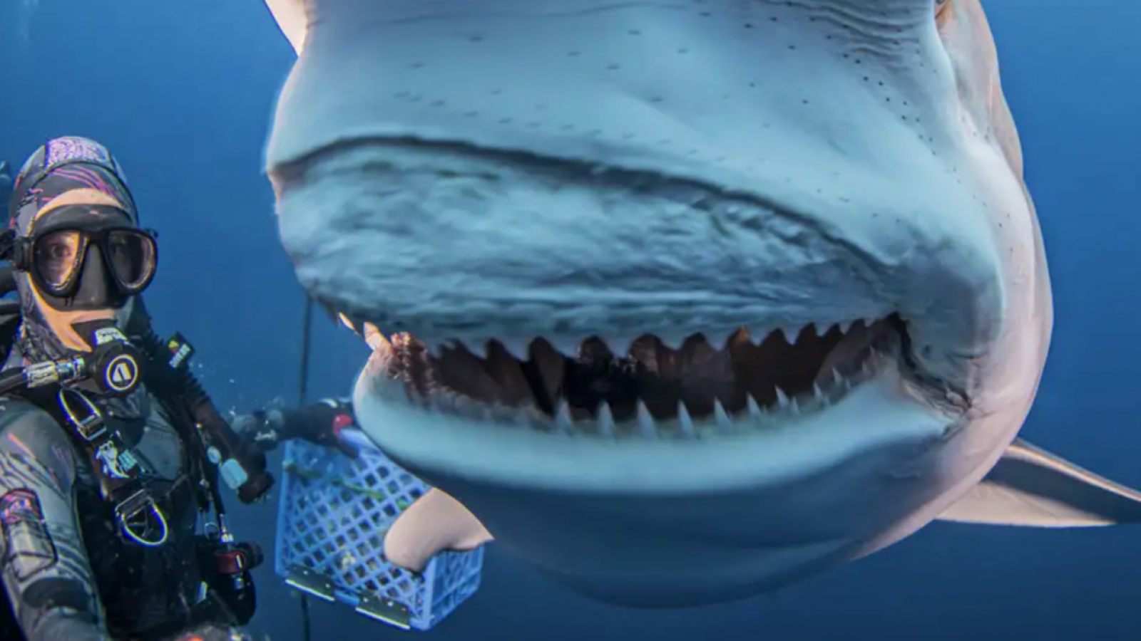 Tiburones están perdiendo sus dientes debido a acidez marina