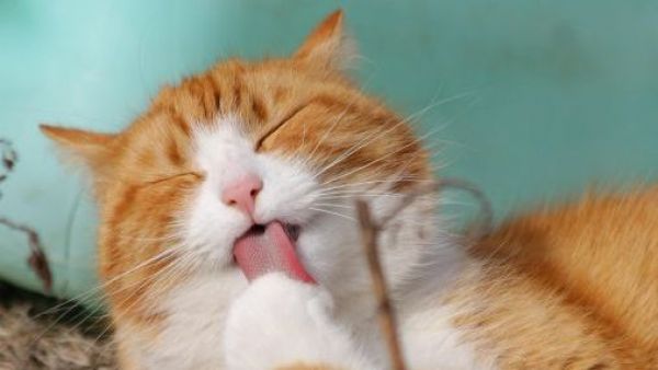 <p>Los gatos crecen: Estos son los cuidados necesarios según su edad</p>Los gatos crecen: Estos son los cuidados necesarios según su edad
