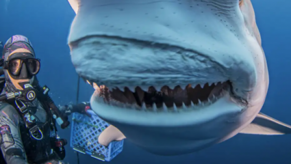 <p>Tiburones están perdiendo sus dientes debido a acidez marina</p>Tiburones están perdiendo sus dientes debido a acidez marina

