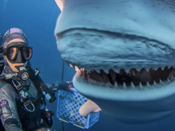 Tiburones están perdiendo sus dientes debido a acidez marina