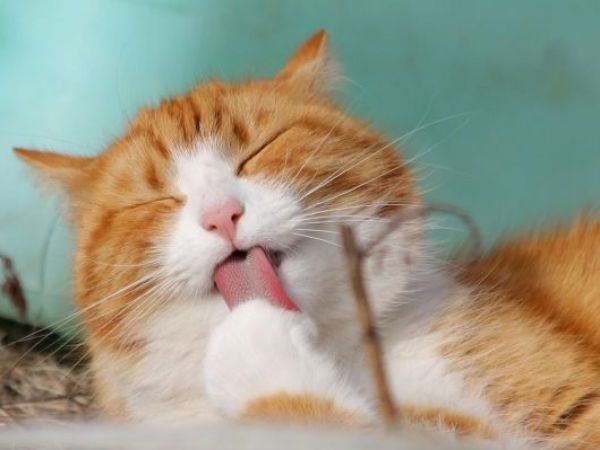 Los gatos crecen: Estos son los cuidados necesarios según su edad