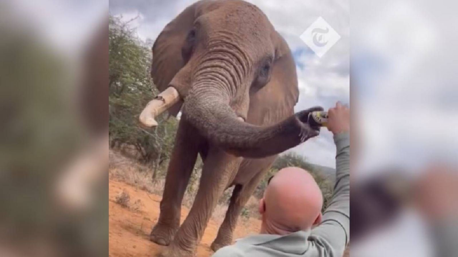 Indignación por turista que dio cerveza a un elefante en Kenia