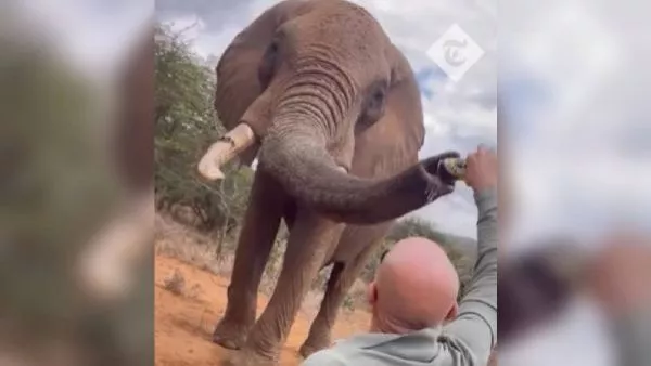 Indignación por turista que dio cerveza a un elefante en Kenia