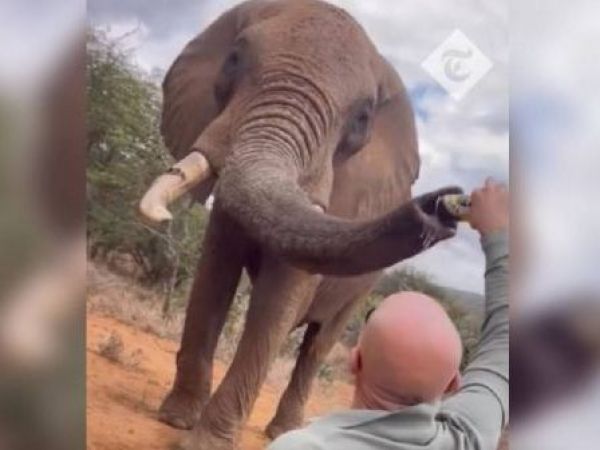 Indignación por turista que dio cerveza a un elefante en Kenia