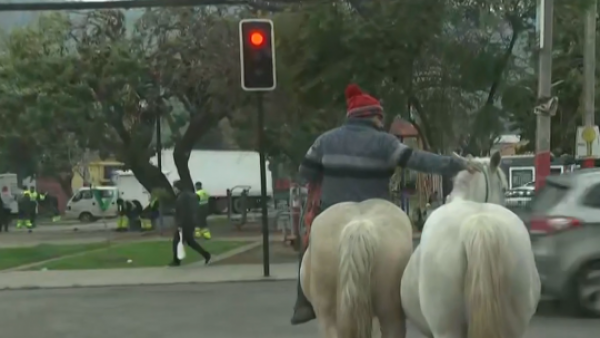 ¡Caballitos en fuga! Animales impiden el tránsito en calles de Recoleta
