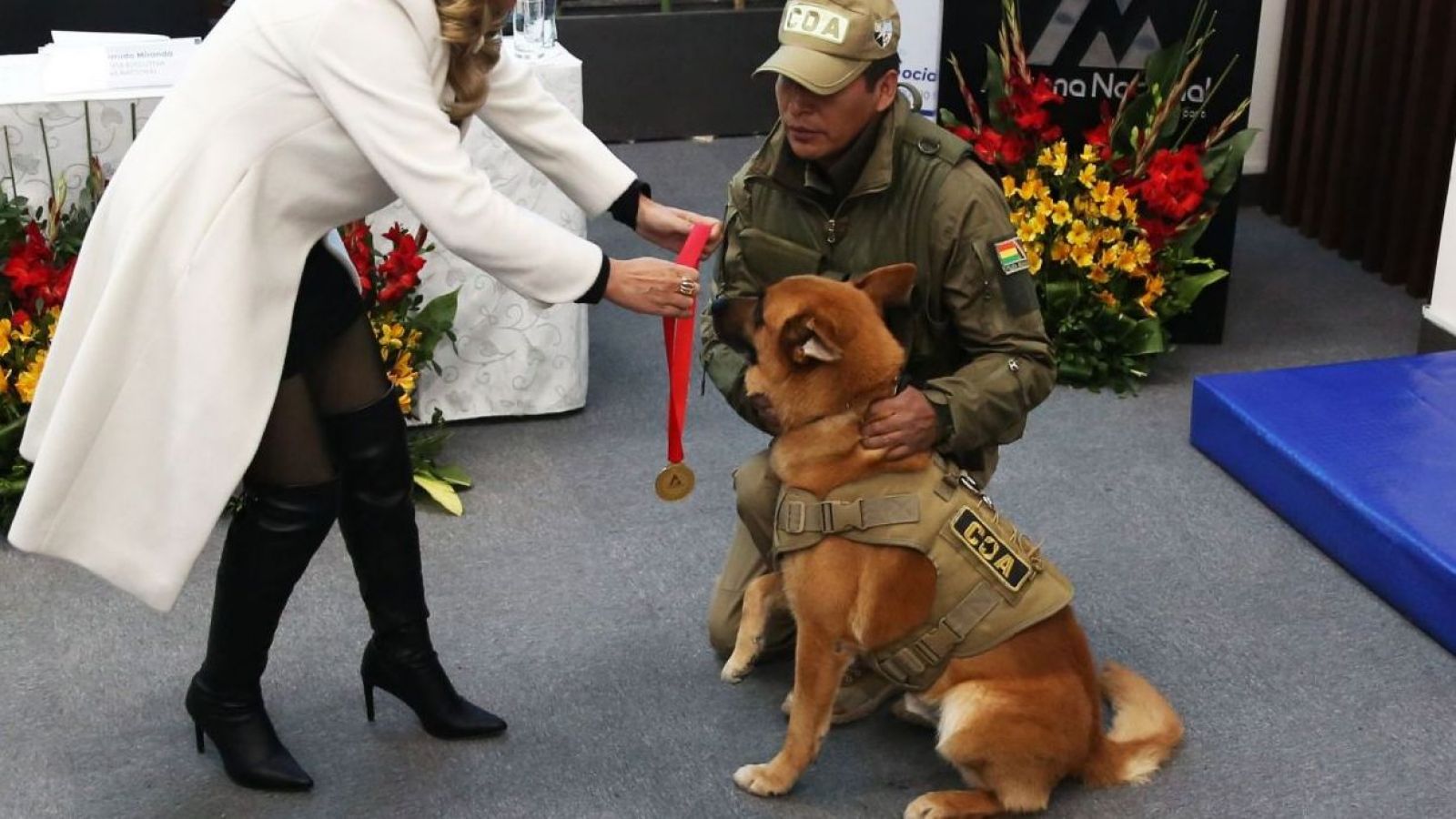 Las tiernas imágenes de dos perros policías jubilados en Bolivia