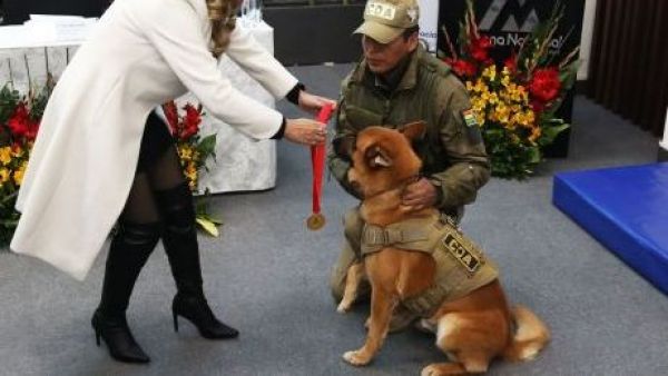 Las tiernas imágenes de dos perros policías jubilados en Bolivia