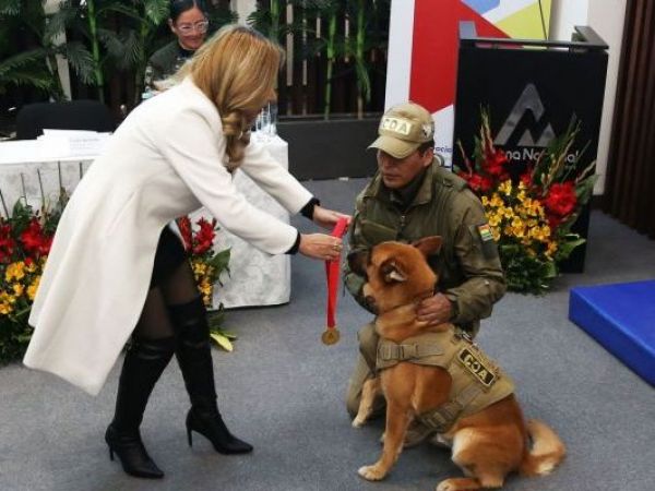 Las tiernas imágenes de dos perros policías jubilados en Bolivia