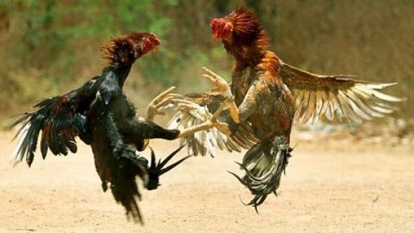 Peleas de gallos en San Carlos: Fiscalía formalizó a dos responsables por maltrato animal
