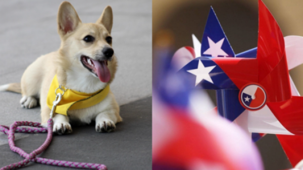<p>Fiestas Patrias: 5 alimentos típicos del 18 que pueden intoxicar a tus mascotas</p>Fiestas Patrias: 5 alimentos típicos del 18 que pueden intoxicar a tus mascotas
