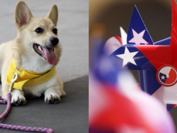 Fiestas Patrias: 5 alimentos típicos del 18 que pueden intoxicar a tus mascotas