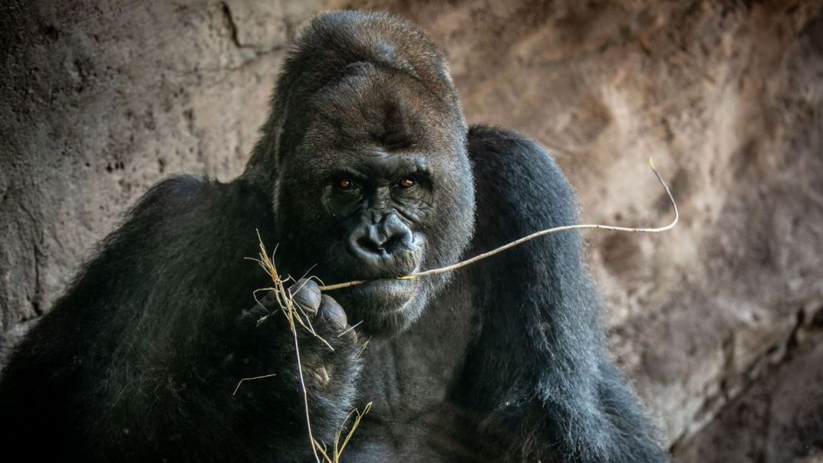 Muere a los 44 años Gino, el gorila más viejo del parque Animal Kingdom de Disney