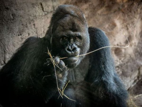 Muere a los 44 años Gino, el gorila más viejo del parque Animal Kingdom de Disney