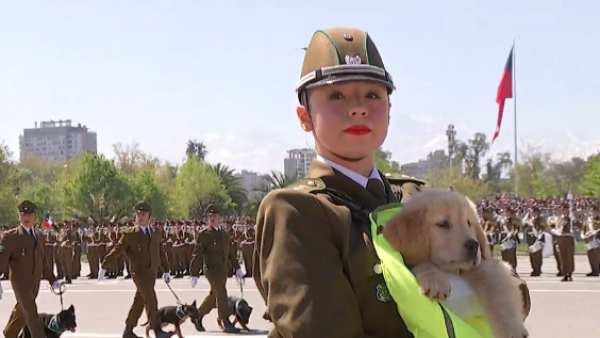 Peludos y queridos: El desfile de los perritos junto a Carabineros en la Parada Militar 2025
