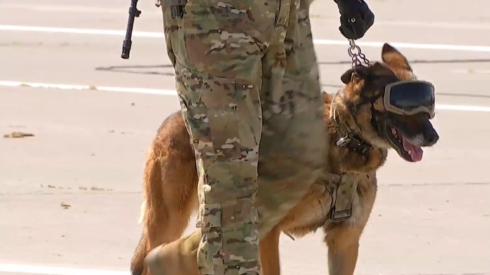 ¡Un verdadero soldado! Drako, el perrito que se despide del Ejército de Chile en la Parada Militar 2025
