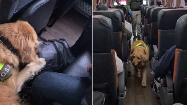 Perrito de Carabineros sorprende a dos sujetos con 7 kilos de cocaína en bus a Lampa
