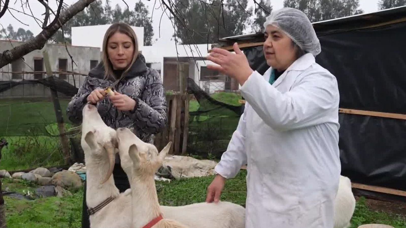 Chile Conectado: El único e inigualable sabor del queso artesanal

