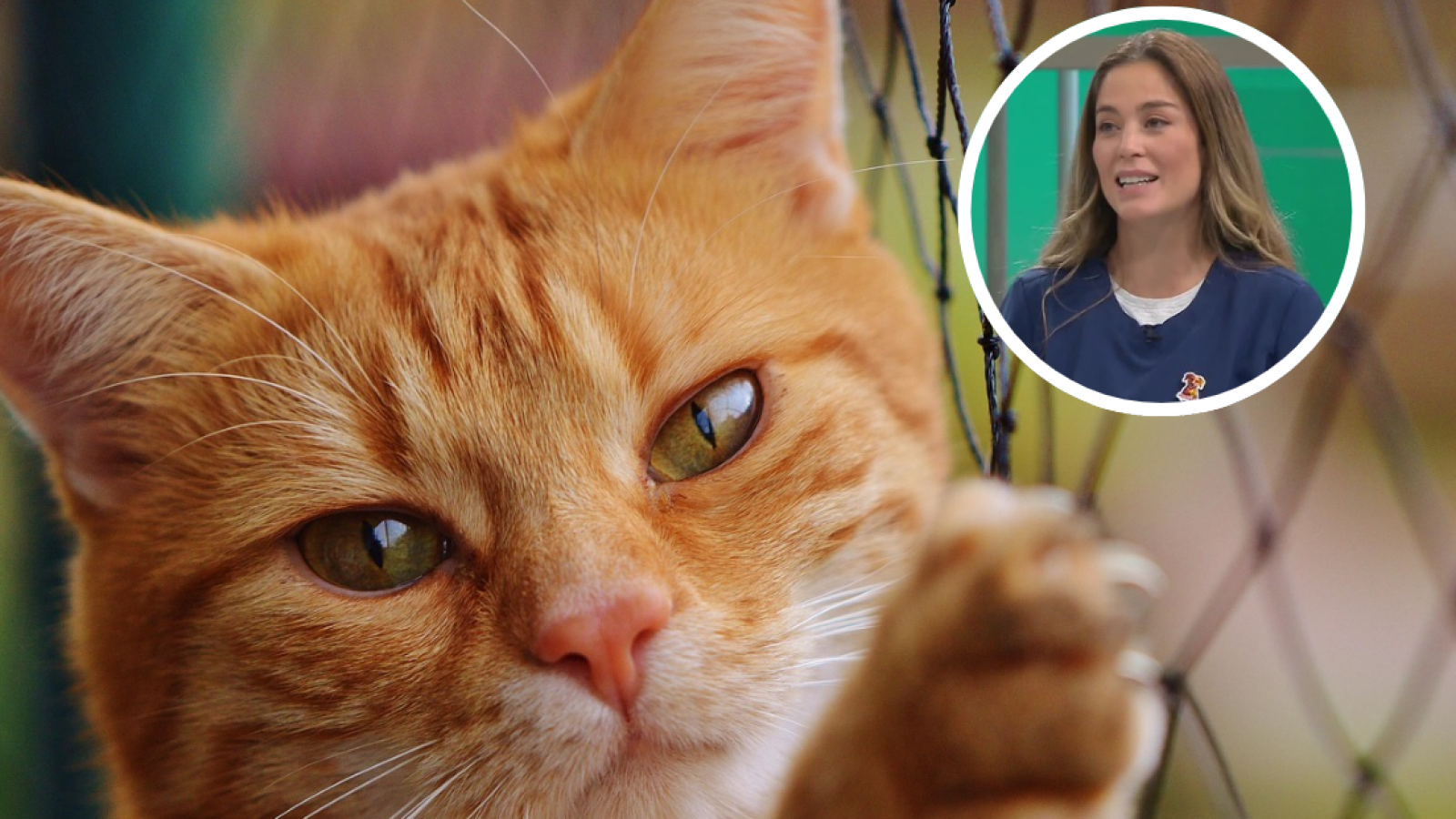 Adopté un gato de más o menos 5 meses: ¿Cuándo es recomendable castrarlo?
