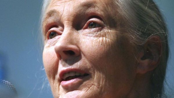 Muere Jane Goodall, experta mundial en chimpancés
